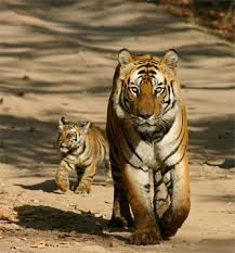   Tiger   Watching Holidays