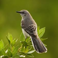 http://www.netstate.com/states/symb/birds/fl_mockingbird.htm