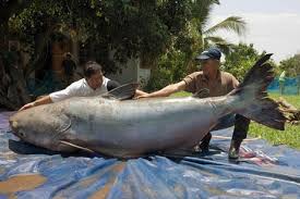 Giant Catfish Protected From Fishing