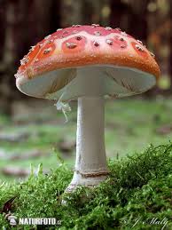 Fly  Agaric 