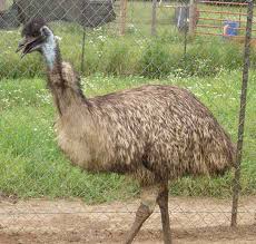 Emu Oil from 4-Star Ranch