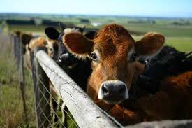 cattle.jpg - via Daymix