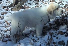 Eriphos Farm  Great Pyrenees  