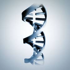   Double Helix   double helix l jpg
