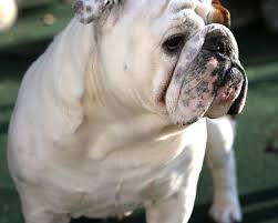 English Bulldog Wallpapers - via Daymix