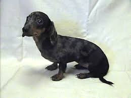 Mini Dachshund Photos Mini