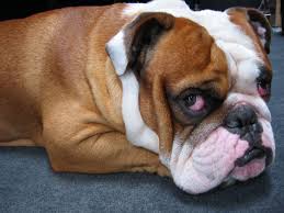 waypoints on bulldog.jpg, - via Daymix