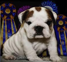 English bulldog puppies photo