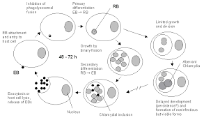 atypical chlamydial forms - via Daymix