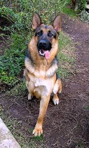      before rehoming a  rescue dog   