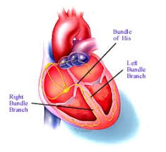 http://www.hrspatients.org/patients/heart_disorders/images/heart.jpg