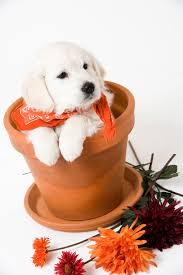 How to Adopt a Dog