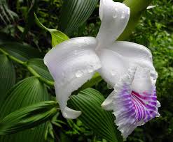 Image Teardrops of the <b>Wild Orchid</b> on <b>...</b> Picture