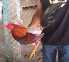 The  Fighting Cock  