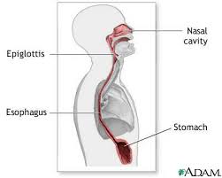   Esophagus  