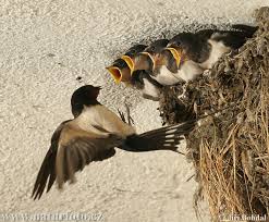 Barn Swallow