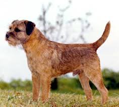 The Border Terrier