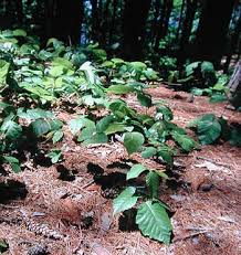 HowStuffWorks "How Poison Ivy