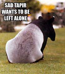   Sad   Tapir Wants To Be Left Alone