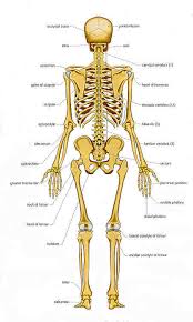 Bones of the Head