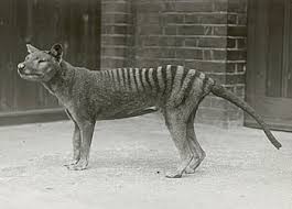   Extinct   the Tasmanian
