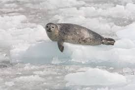 Seal Picture 0