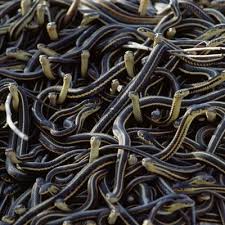 Snake Sex - via Daymix