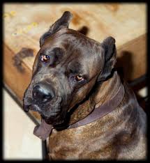 Vito the Cane  Corso  