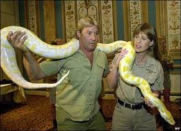or white - Burmese python - via Daymix