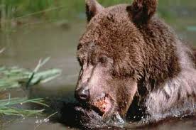 big bear