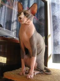 加拿大无毛猫被正式确认为新猫种