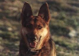 Xuxa urgently needs a new