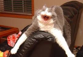   Crazy Cat  