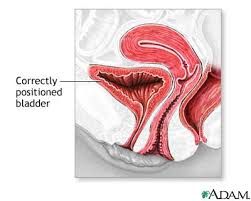 Anterior vaginal wall repair 