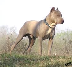 Vick dogfight