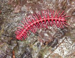  Shocking Pink Millipede อันดับ 3 