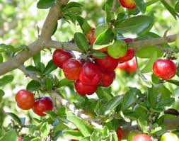  acerola 
