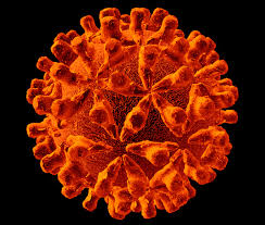http://www.stanford.edu/group/virus/hepadna/2004tansilvis/hepb.jpg