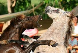 Horse Fighting