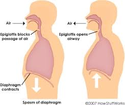 vocal cords). - via Daymix