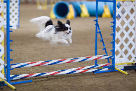 Agility competitions at dog