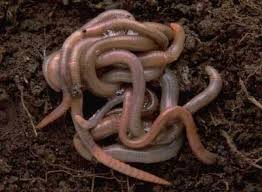 Worms pronunciation