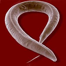 Image C. elegans Picture