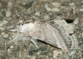 Back to Moths of  Orange County  