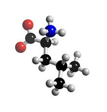 Picture of Leucine