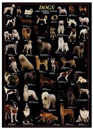   Dog Breeds   by Group AKC  Dog Breed      