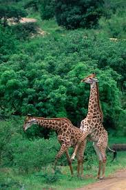       mating   by the roadside 