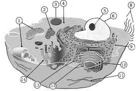 cell animal label2 jpg 11 Nov 2006    
