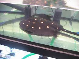 Tropicals Wild And Rare Fishes