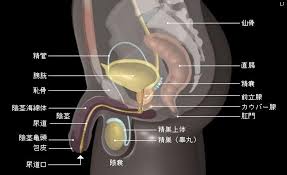 ことによって、前立腺ガン